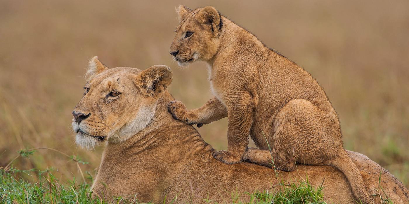 Maasai-Mara-Lion-Safari-700