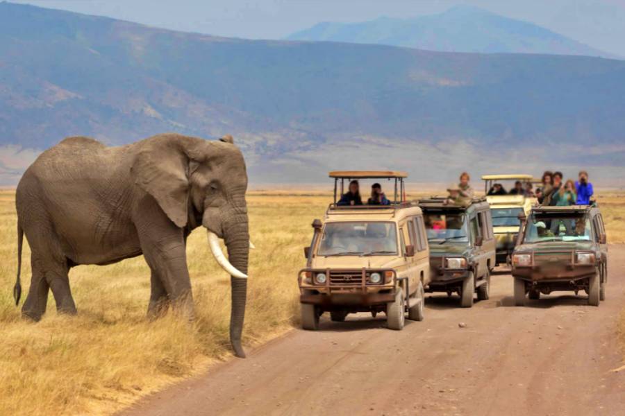 african beast tours and safaris
