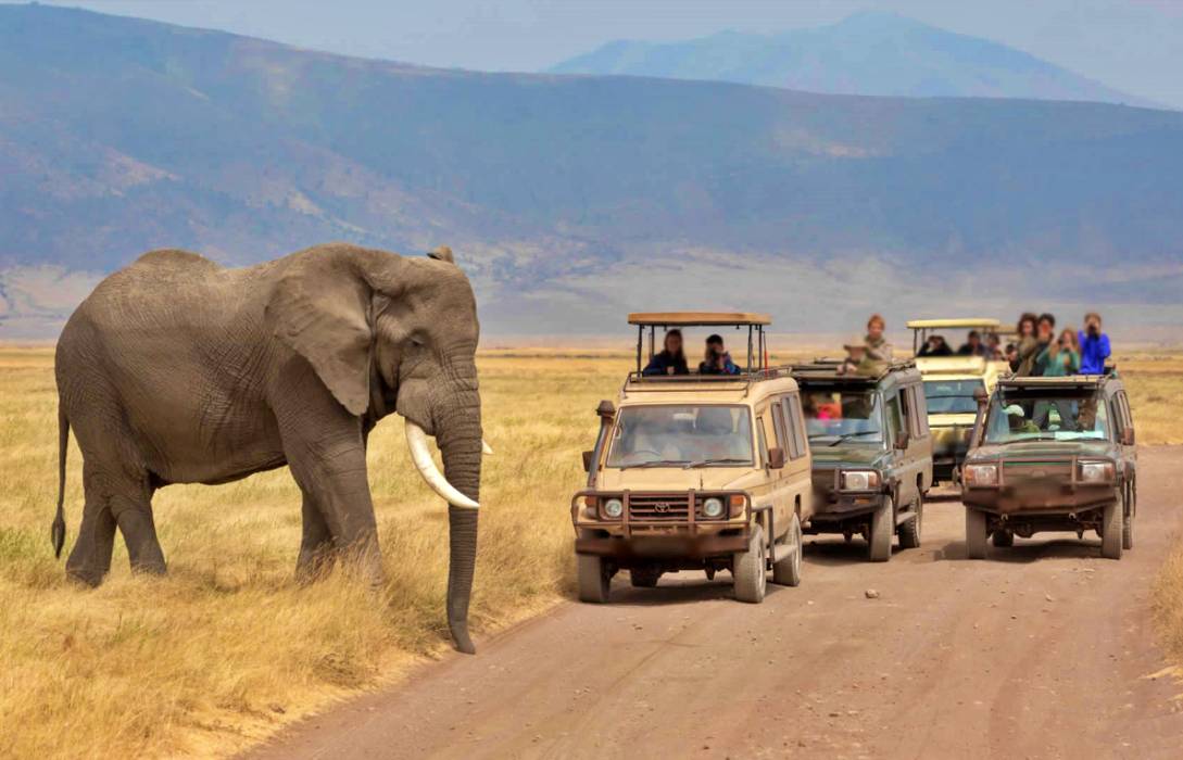 Exclusive Tanzania Wildlife Safari – African Beast Tours