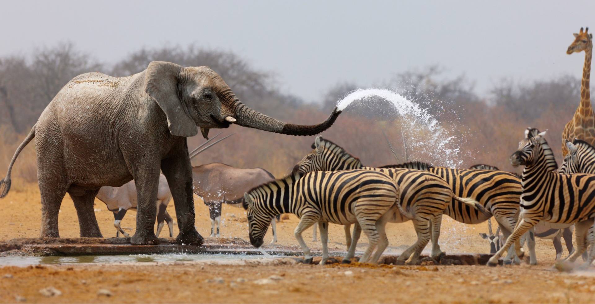 elephants-zebras